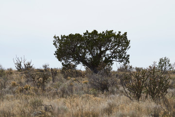 Southwest