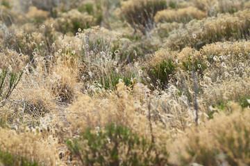 Fototapeta premium Southwest