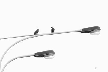 Jackdaws on a lamp, street photo. B&W 