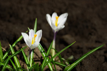 blooming white crocuses, saffron spring ground background