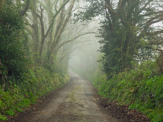 Obraz premium Foggy pathway through the woodlands of Devon
