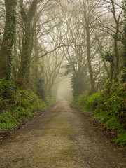 eerie and foggy pathway to the forest