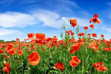 Wall murals Poppy Idyllic view, meadow with red poppies blue sky in the background