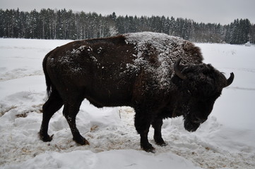 Bison with ice and hay on wool on the background of a winter forest in a nursery in northwest Russia