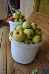 Green and red apples with leaves, collected in large white buckets, on the background of a wooden bench, autumn harvest