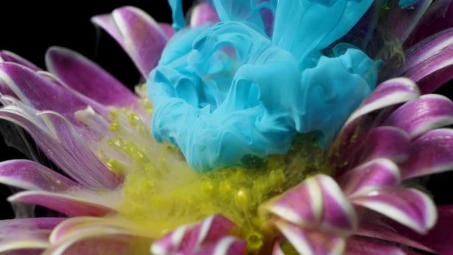 Colorful paint ink flows a flower into the water