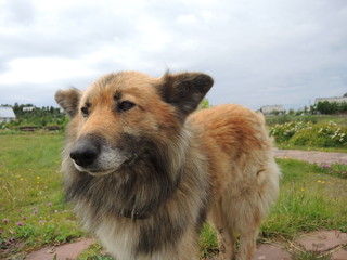 Beautiful, contented, not thoroughbred village red dog, who walks alone and asks for food from passing tourists