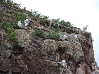 Gull Nesting on Stone Rock
