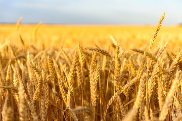 Wheat ears. Wheat field. Russian agriculture