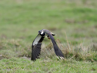 Northern lapwing, Vanellus vanellus