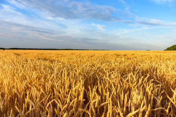 Golden wheat in the field on a summer day at sunset. Close of wheat. Country landscape. Countryside.
