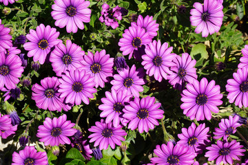 Fototapeta premium Floral background, purple Marquerite daisy, Felicia amelloides, Lila Kapaster