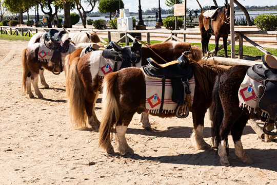 Ponis y caballo para montar.
