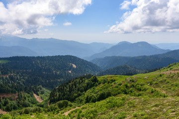 Fototapeta na wymiar Mountain forest in the valley. Sochi Russia