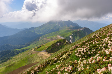 Caucasian rhododendron on the mountainside. Sochi Russia