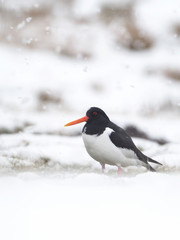 Oystercatcher, Haematopus ostralegus