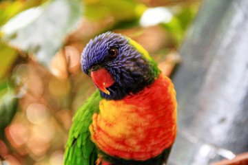 Kanarienvogel