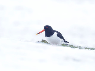 Oystercatcher, Haematopus ostralegus