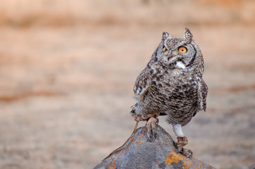 A rescued African spotted owl (africanus bubo) perched on a rock at a birds of prey show, South Africa