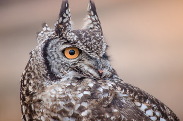 A closeup of an African spotted owl (Africanus Bubo) staring intently into the distance