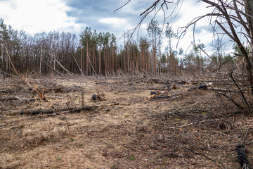 Fototapeta premium Pine forest after a fire, disaster, fire burned trees