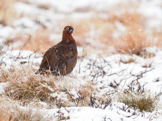 Red grouse, Lagopus lagopus scoticus