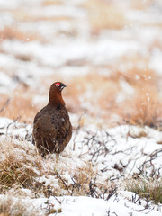 Red grouse, Lagopus lagopus scoticus