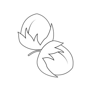 recommend clip art: hazelnut icon. Element of nuts for mobile concept and web apps icon. Outline, thin line icon for website design and development, app development