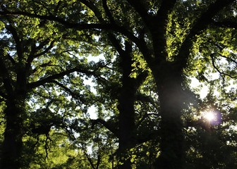 LIGHT THROUGH THE DARK