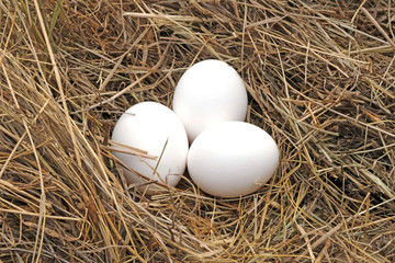 Three eggs on a background of hay, straw. Farming concept. Easter concept.