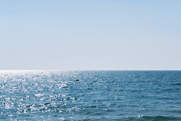 Goose flying in the distance over blue sea water against a cloudless sky on a sunny day