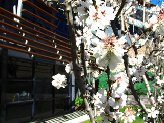 cherry tree in the botanic garden, adelaide, australia