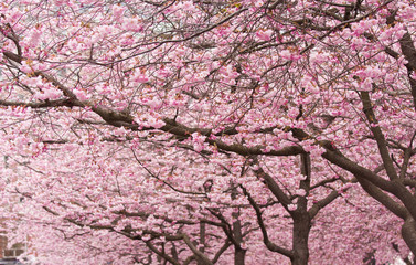Cherry blossoms. Flowering cherry trees.