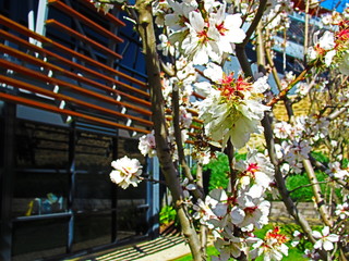 cherry tree in the botanic garden, adelaide, australia