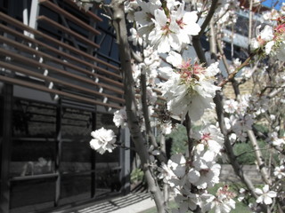 cherry tree in the botanic garden, adelaide, australia