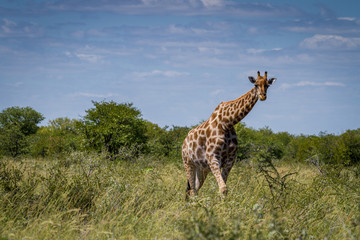 Girafe dans le parc national d'Etosha en Namibie