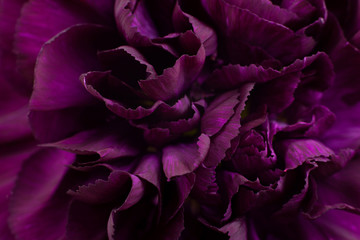 Obraz na płótnie Canvas Purple carnation flower