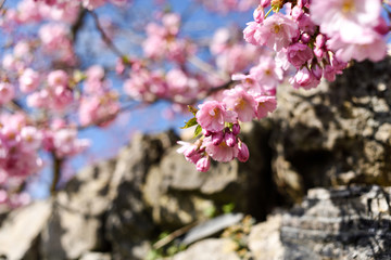 Fototapeta premium Pink Cherry Blossom in Springtime.