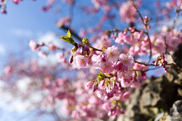 Pink Cherry Blossom in Springtime.