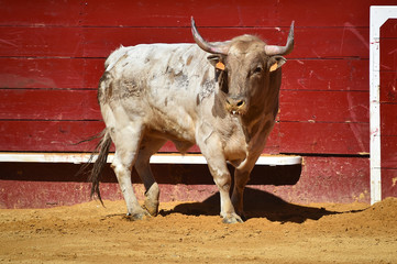 toro bravo en plaza de toros de españa