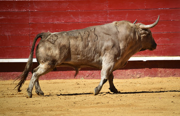 toro con grandes cuernos en españa