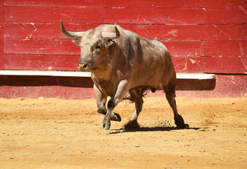 toro con grandes cuernos en espa&ntilde;a