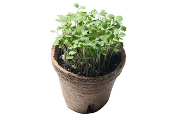 microgreen growing in organic pot