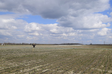 Obraz premium Garden scarecrow on field, scaring crows from crops.