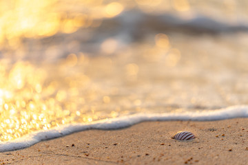 Sea shell and waves on sand beach in soft sunset light, shallow or thin dof, Nature background.