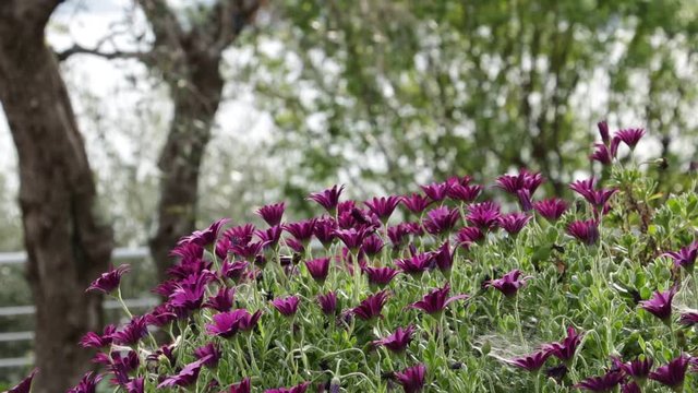 A bush of  African daisy (Dimorphoteca pluvialis)  moves under the wind. The purple-red flowers in a Mediterranean garden in Liguria. In the background an olive tree and the horizon of the sea