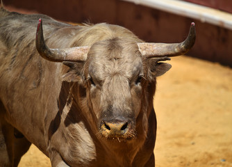 spanish bull in bullring