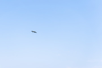 A pair of birds flying next to each other in the blue sky in summer