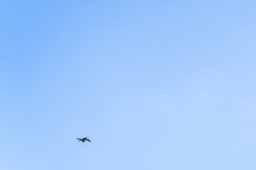 A pair of birds flying together in the blue sky in summer