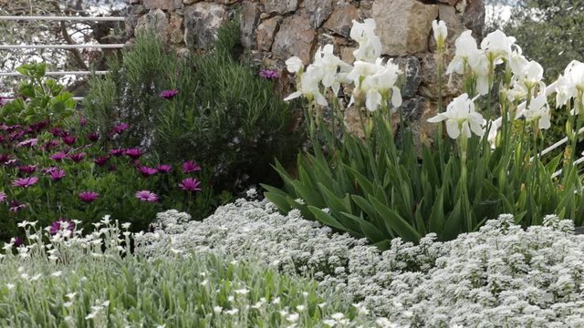 Mediterranean garden. Flowers of Iberis, Iris, Cerastium tomentosum, African daisy (Dimorphoteca pluvialis)